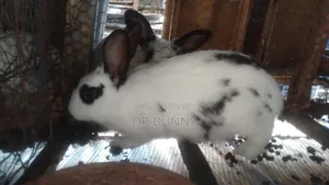 Hybrid Rabbits