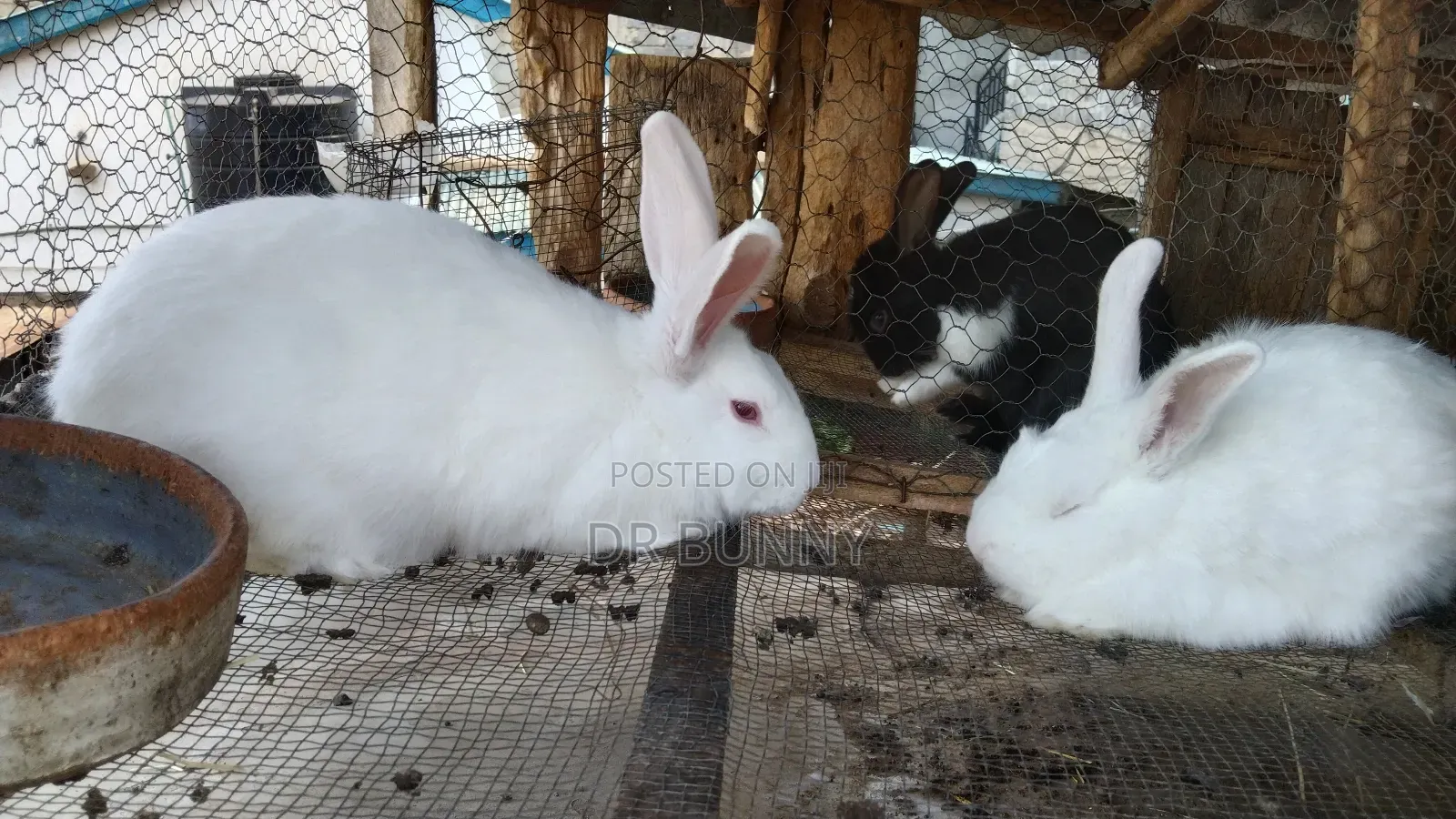 Hybrid California / New Zealand White Rabbits