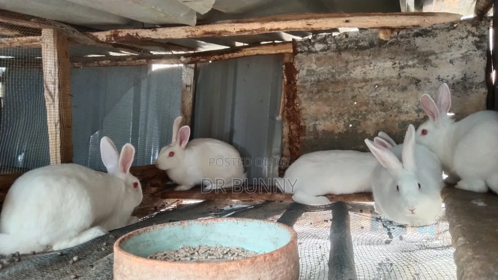 Hybrid California / New Zealand White Rabbits