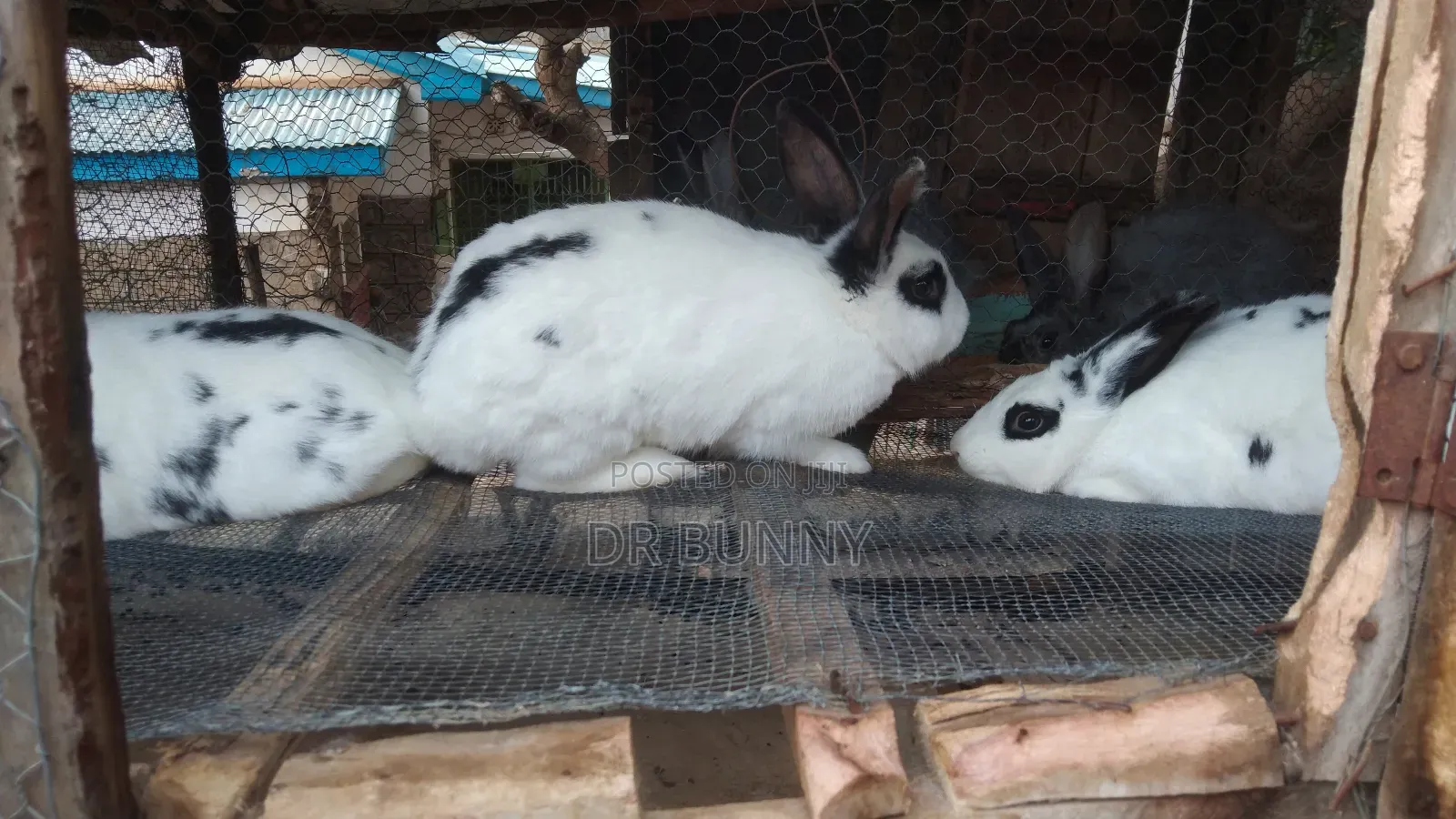 Hybrid California / New Zealand White Rabbits