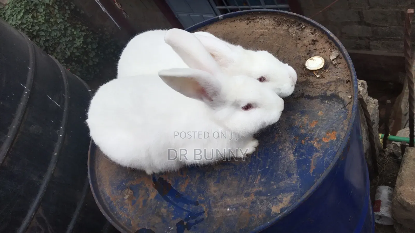 Hybrid California / New Zealand White Rabbits