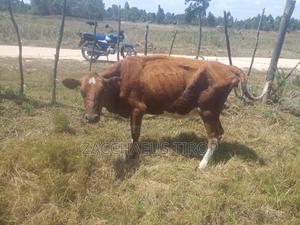 Dairy Cow on Sale