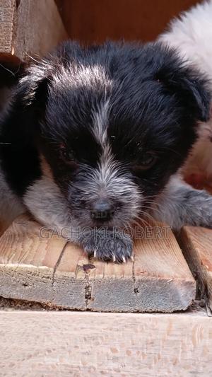 1-3 months Male Purebred Havanese - thumbnail 2