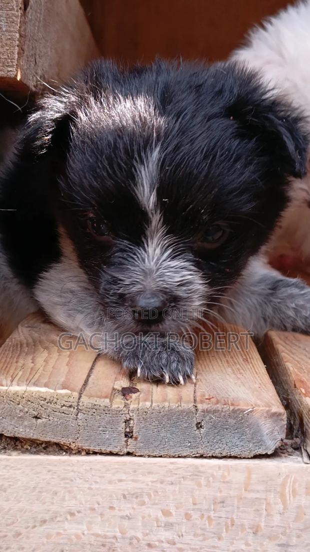 1-3 months Male Purebred Havanese - main view