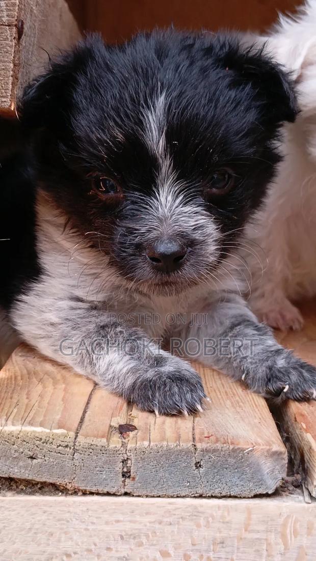 1-3 months Male Purebred Havanese - thumbnail 3