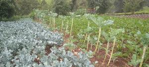 Fresh Broccoli - main view