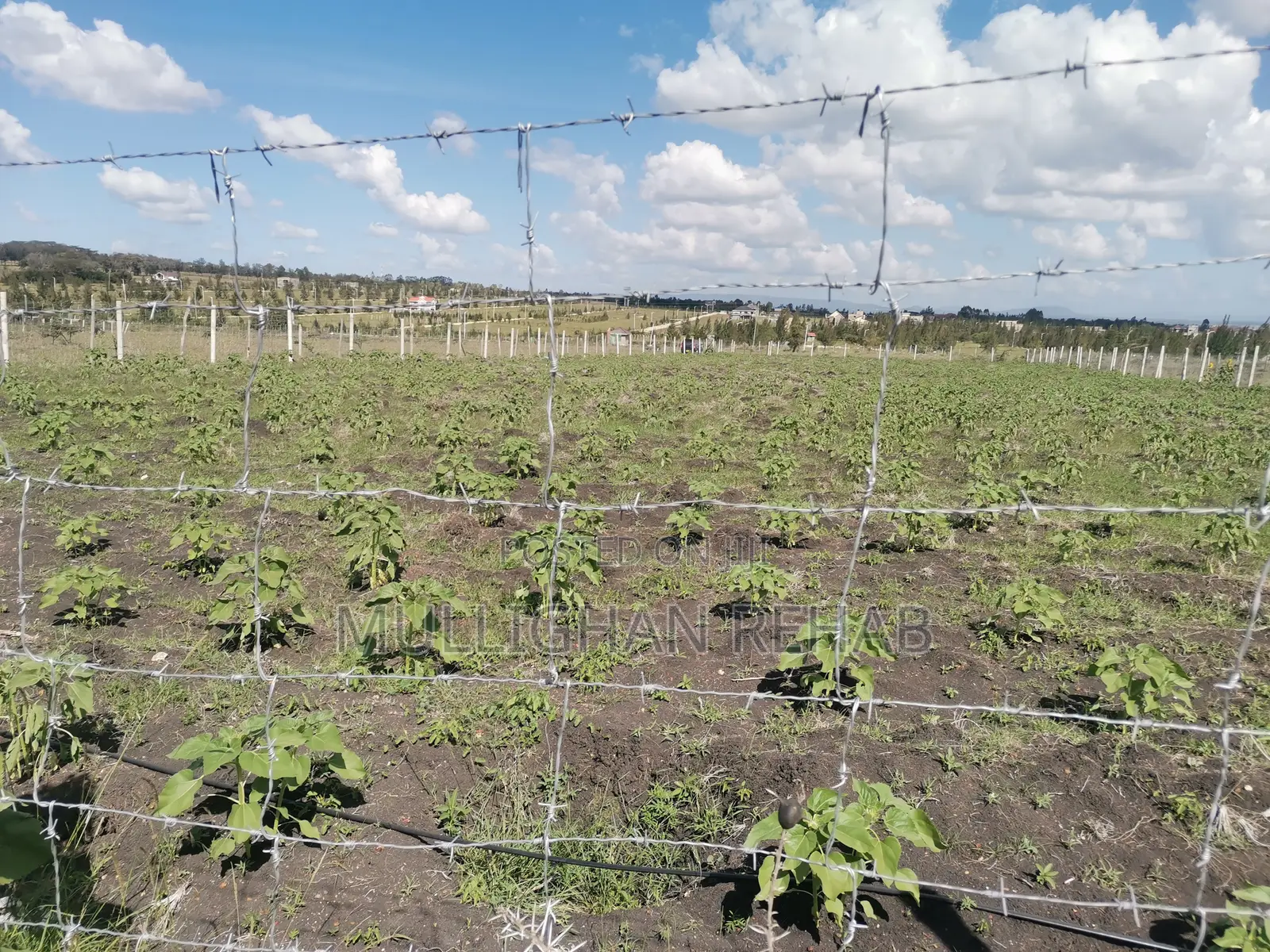 Half Acre NSSF Plots Sabaki on the Top Behind Signature Mall