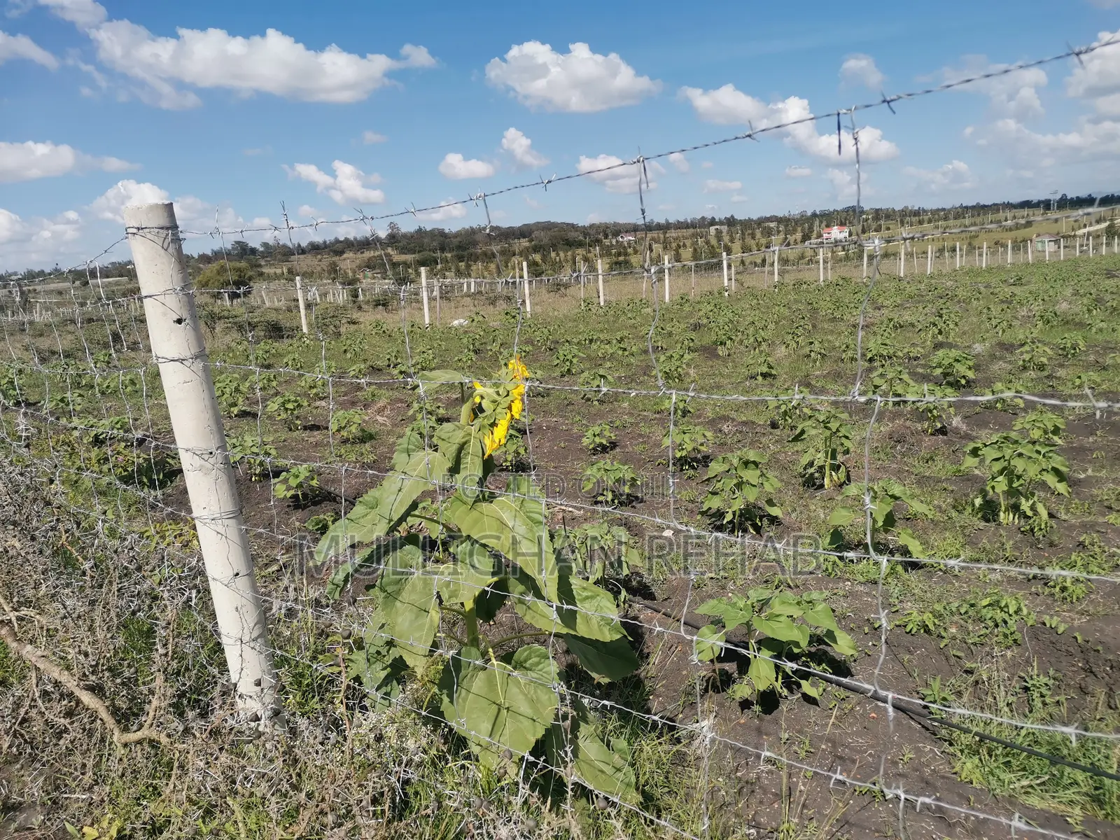 Half Acre NSSF Plots Sabaki on the Top Behind Signature Mall