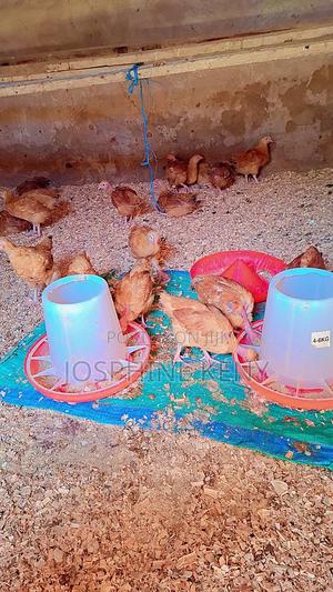 Chicken Sasso - main view