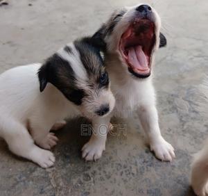 1-3 months Male Mixed Breed Jack Russell Terrier - thumbnail 2