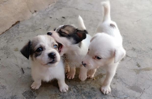 1-3 months Male Mixed Breed Jack Russell Terrier - thumbnail 3