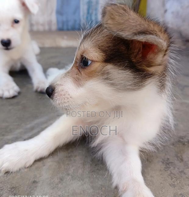 1-3 months Male Mixed Breed Jack Russell Terrier - thumbnail 4