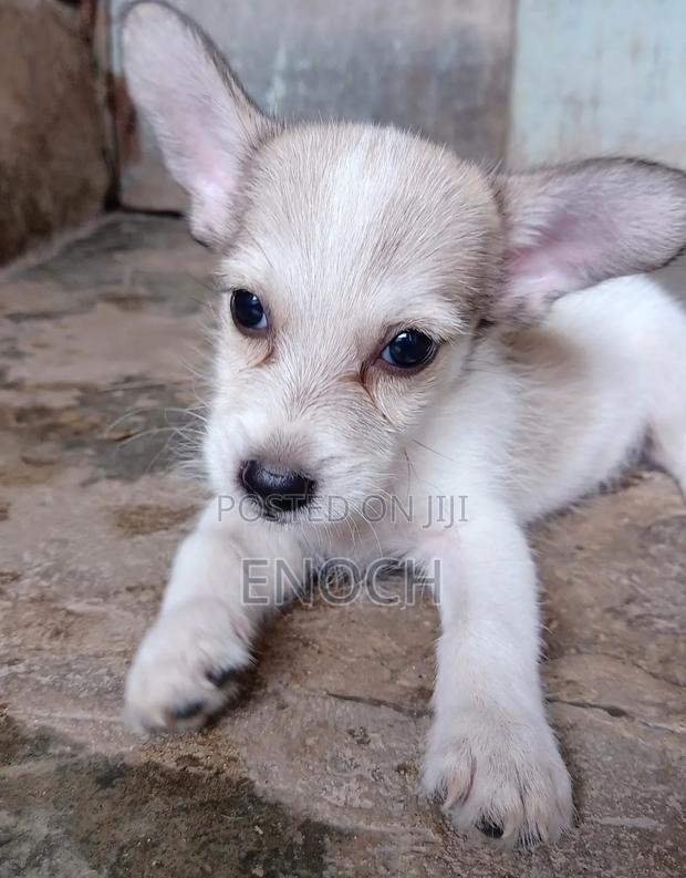 1-3 months Male Mixed Breed Jack Russell Terrier - thumbnail 5