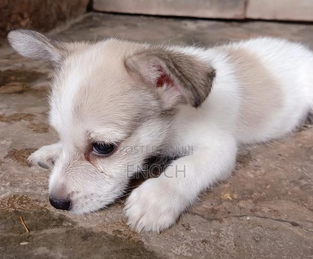 1-3 months Male Mixed Breed Jack Russell Terrier - thumbnail 6