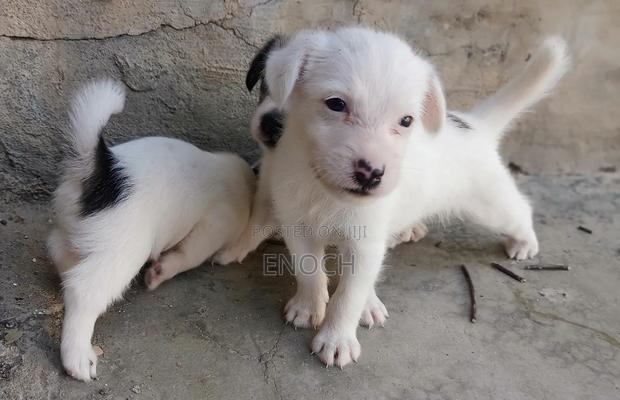 1-3 months Male Mixed Breed Jack Russell Terrier - thumbnail 7