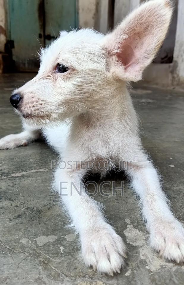 1-3 months Male Mixed Breed Jack Russell Terrier - thumbnail 8