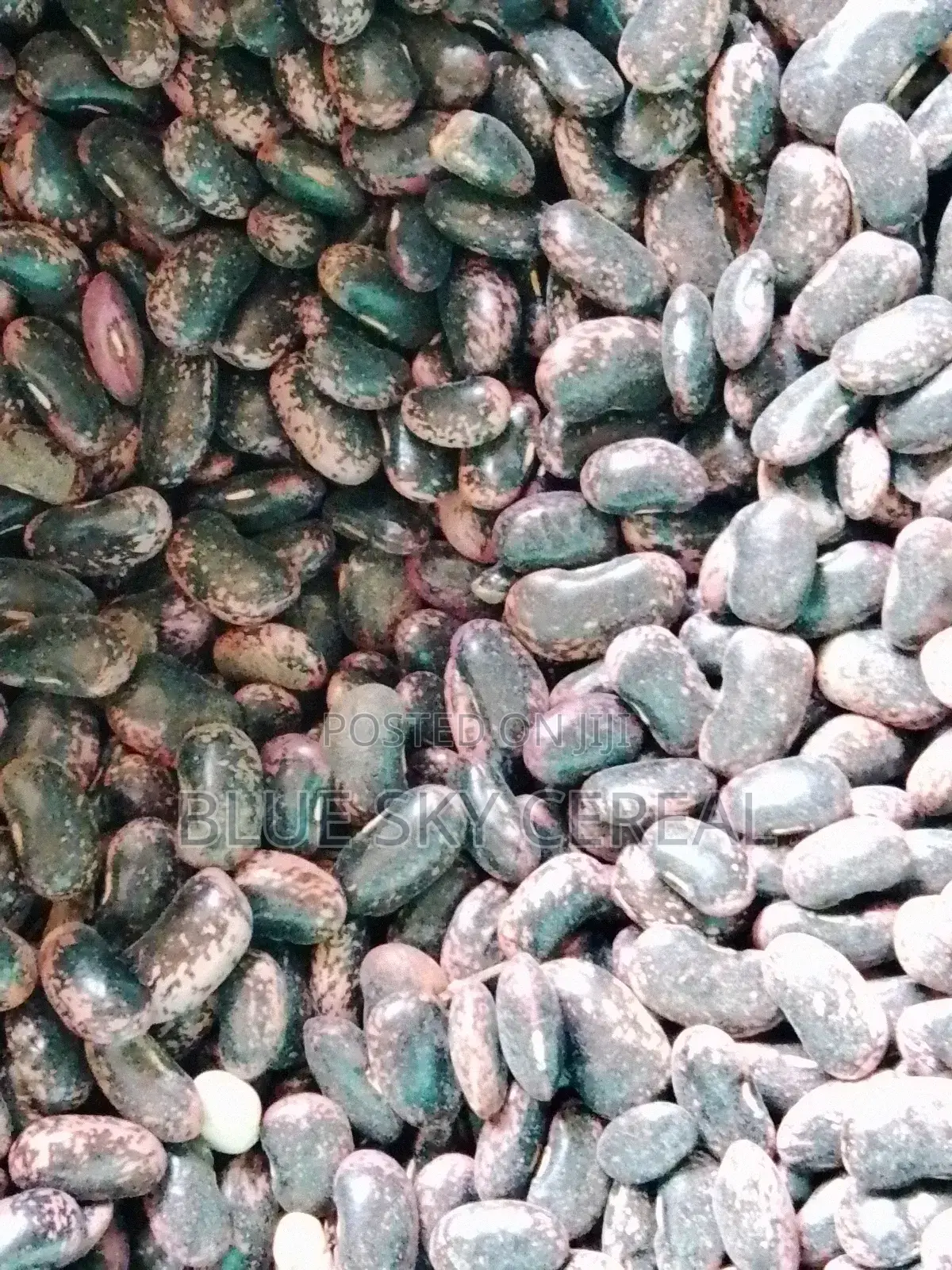 Scarlet Runner Bean