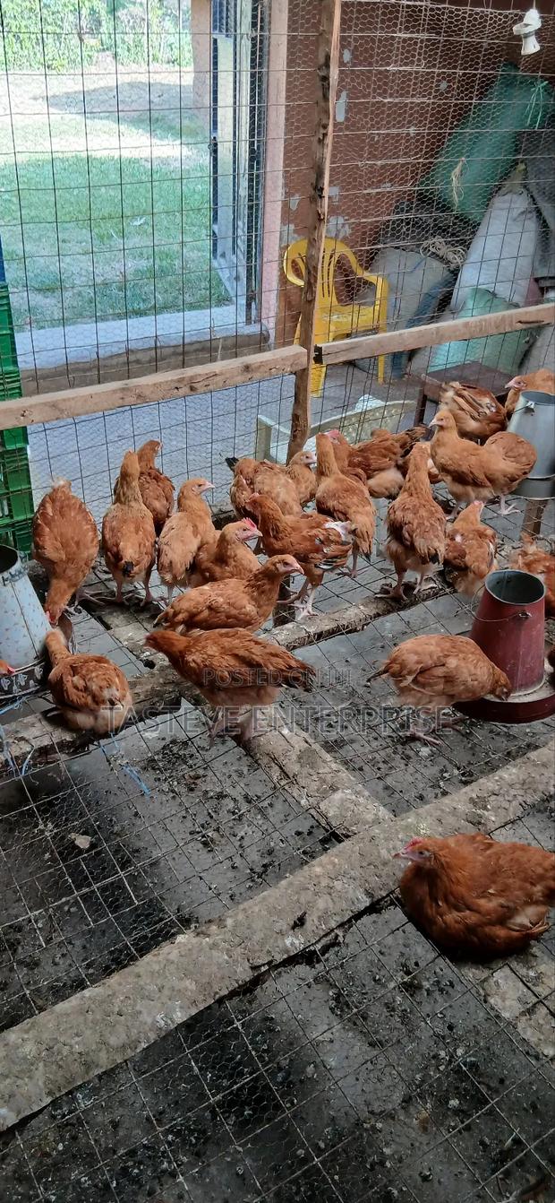 Kiyeneji Improved Sasso - main view