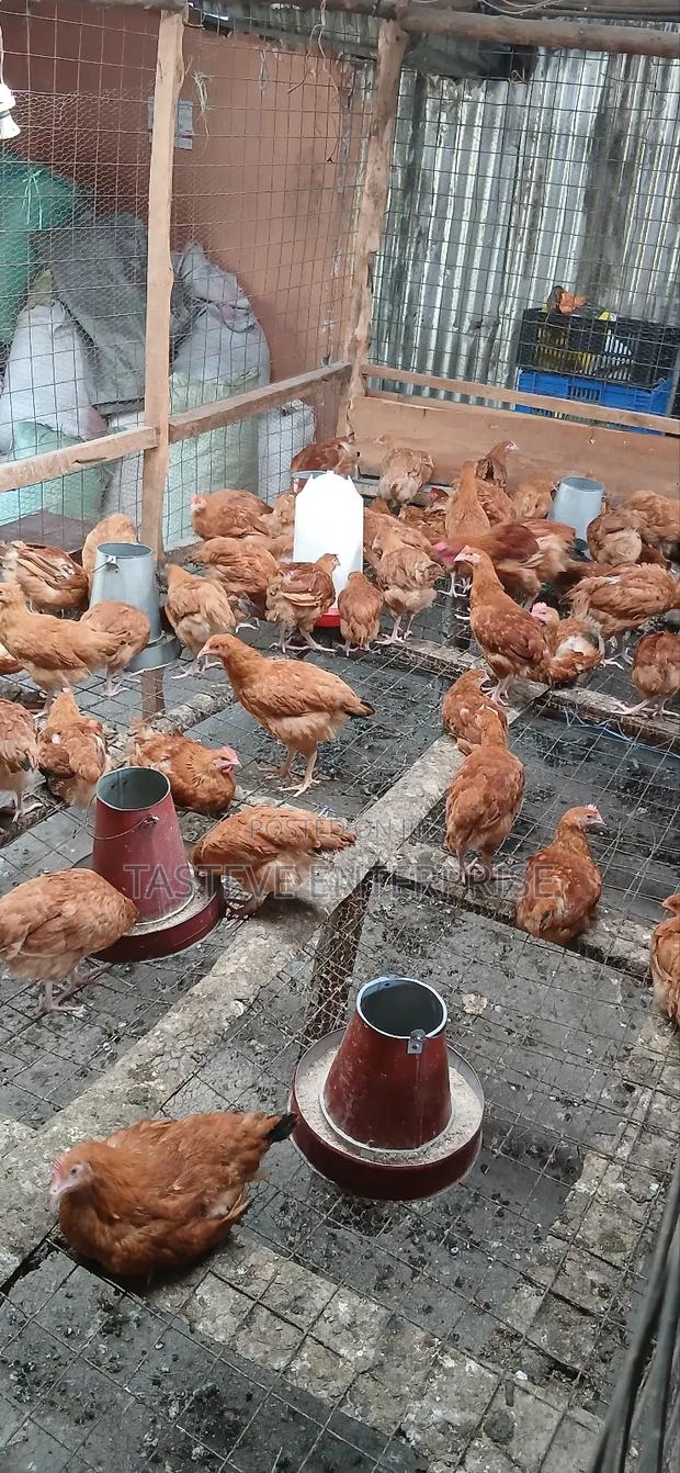 Kiyeneji Improved Sasso - thumbnail 2