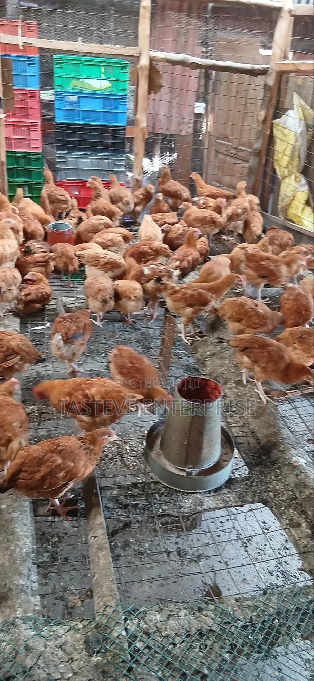 Kiyeneji Improved Sasso - thumbnail 3