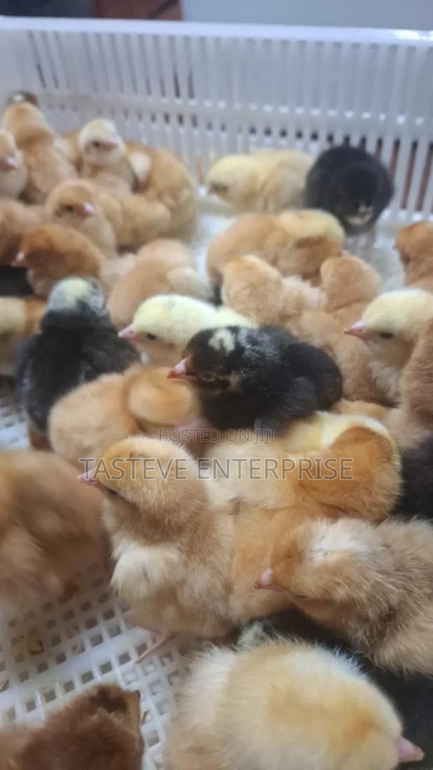 Kiyeneji Improved Chics - main view