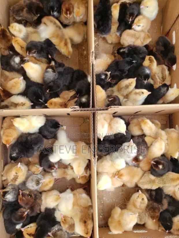 Kiyeneji Improved Chics - thumbnail 2