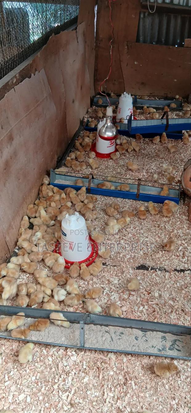 Kiyeneji Improved Chics - thumbnail 3