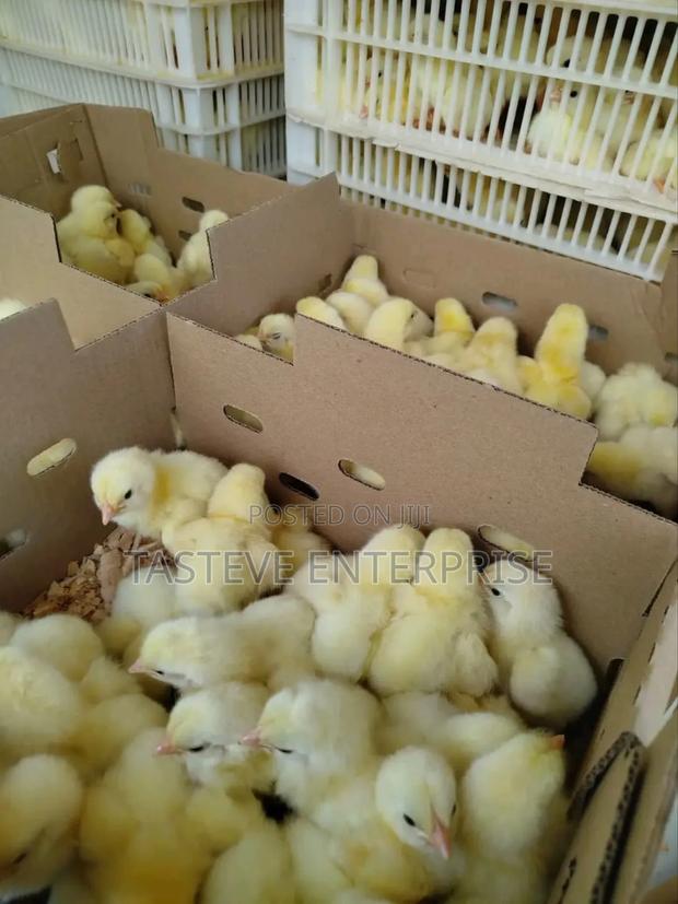 Kiyeneji Improved Chics - thumbnail 4