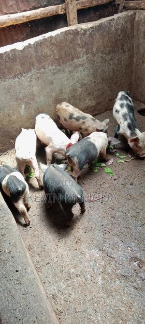 Piglets for Sale