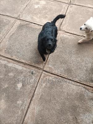 6-12 months Female Mixed Breed Japanese Spitz - main view