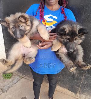 1-3 months Male Purebred German Shepherd - thumbnail 2