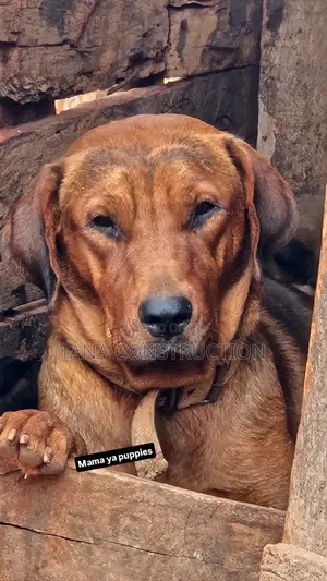 1-3 months Male Purebred Boerboel