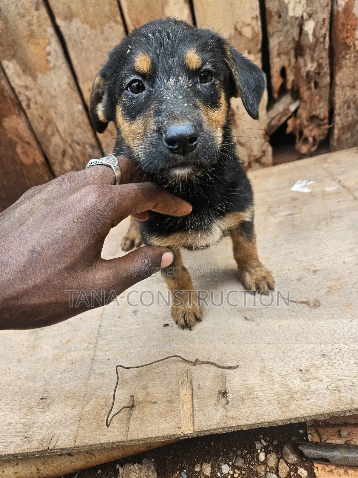 1-3 months Male Purebred Boerboel