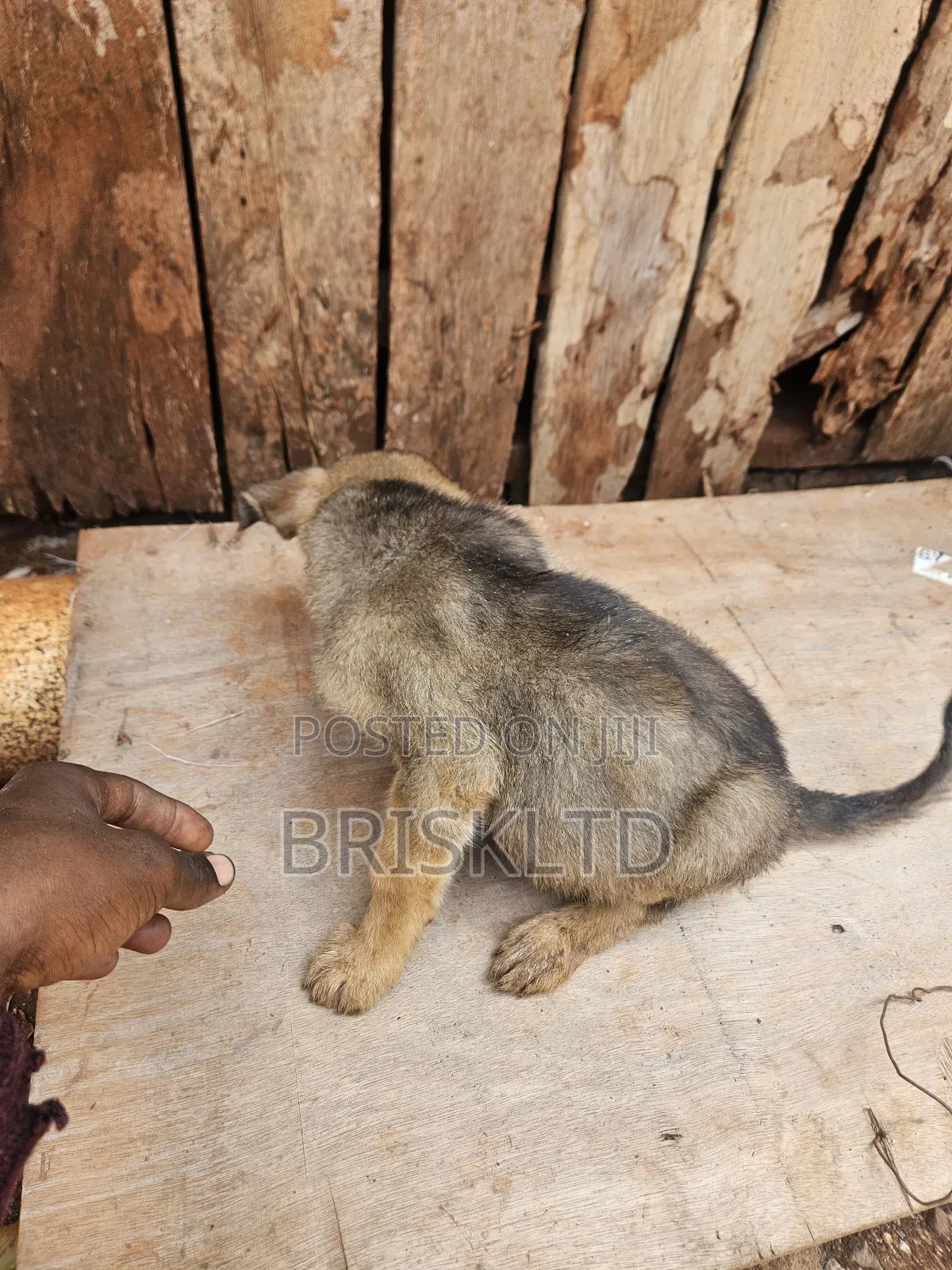 1-3 months Male Purebred Boerboel
