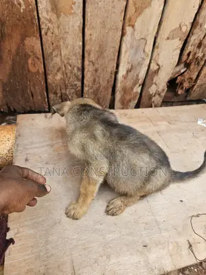 1-3 months Male Purebred Boerboel