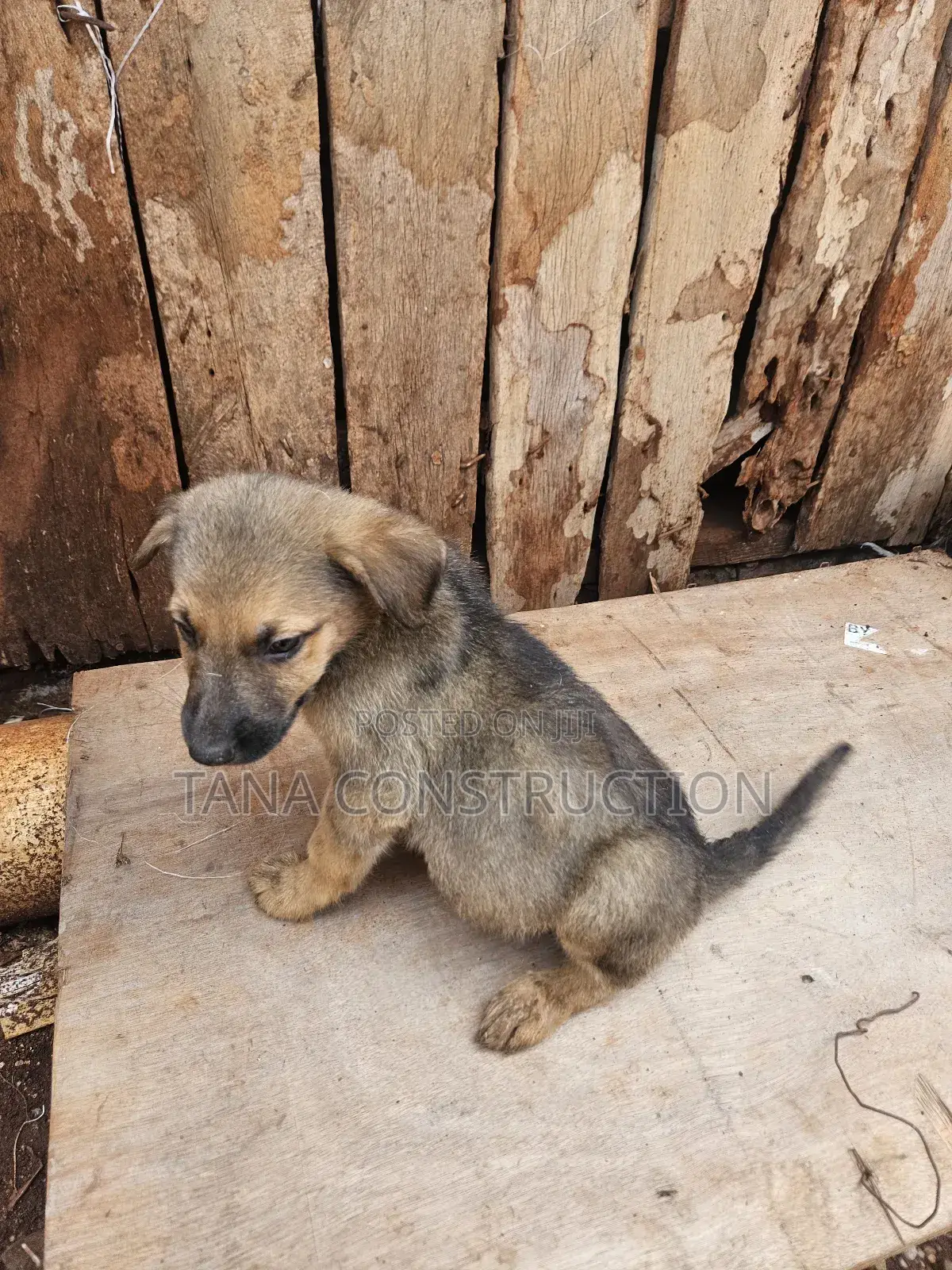 1-3 months Male Purebred Boerboel