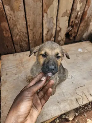 1-3 months Male Purebred Boerboel