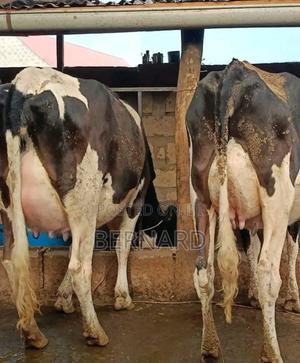 Freshian Ready for Rehoming More Information