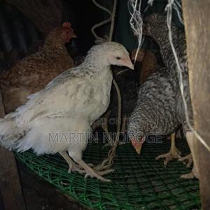 Kienyeji Chicken - main view