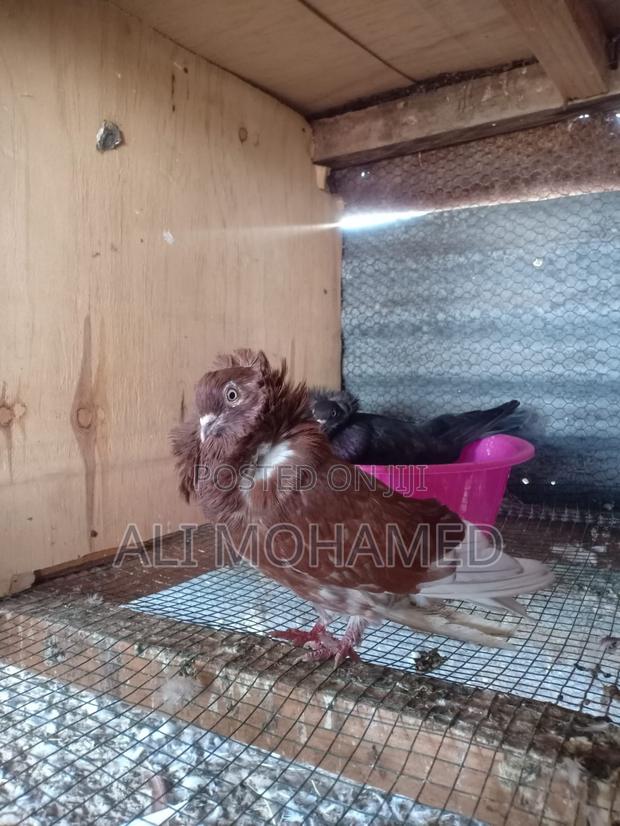 Cappuccins Matured Pair - thumbnail 4