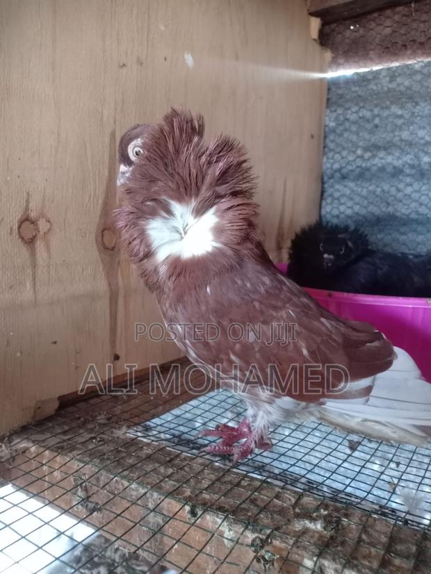 Cappuccins Matured Pair - thumbnail 3