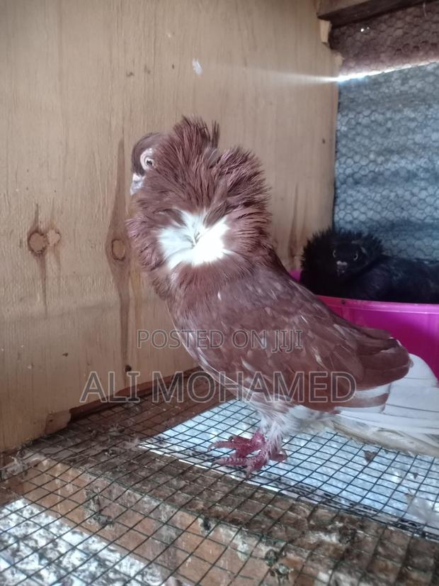 Cappuccins Matured Pair - main view