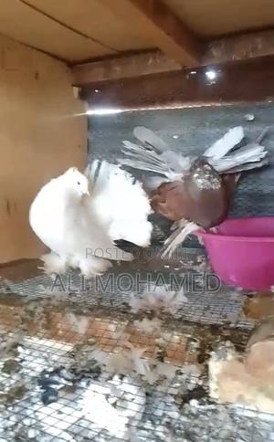 Matured Indian Fantail Pair - thumbnail 2
