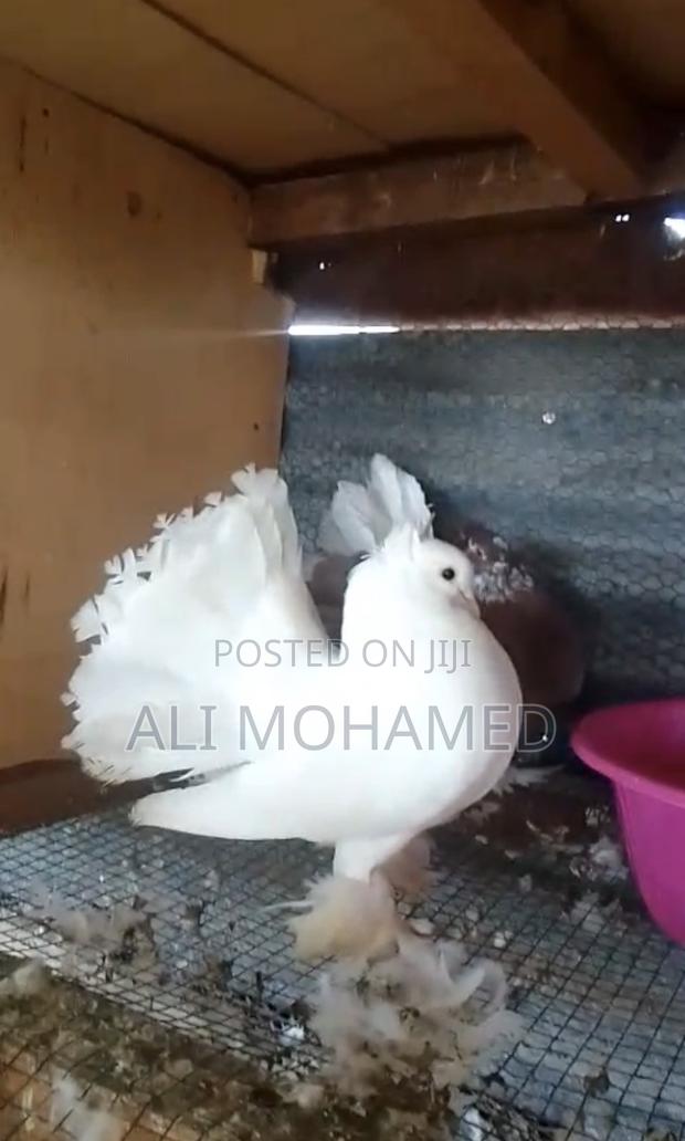 Matured Indian Fantail Pair - thumbnail 3