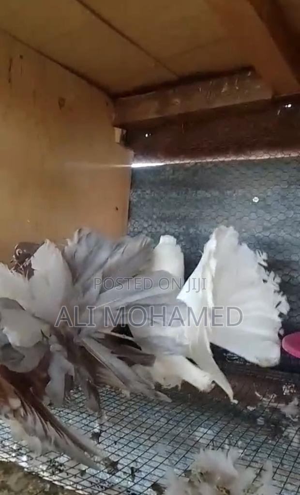 Matured Indian Fantail Pair - thumbnail 4