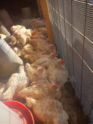 Broilers for Sell - main view