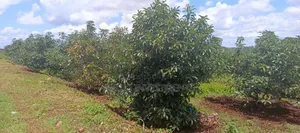 225 Acres on Sale at Thika Near Delmonte
