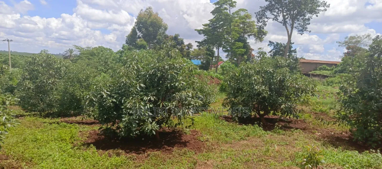 225 Acres on Sale at Thika Near Delmonte