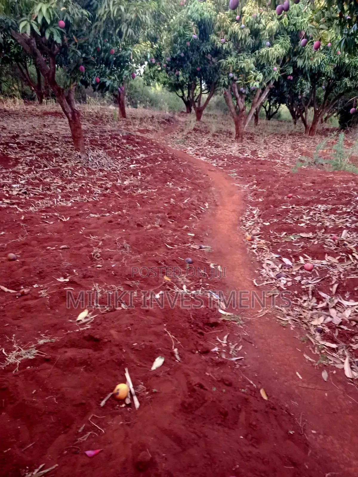 4 Acres of Land on Sale at Makuyu-Murang'A