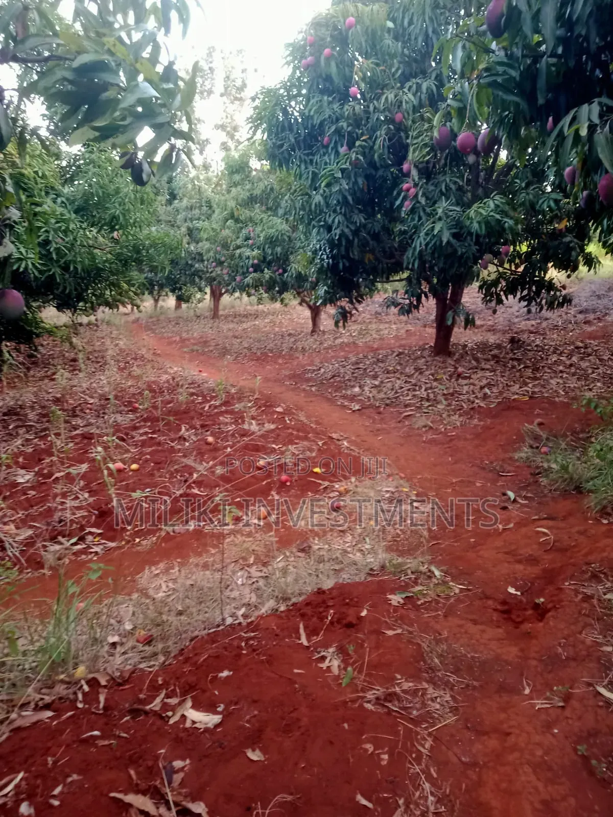 4 Acres of Land on Sale at Makuyu-Murang'A